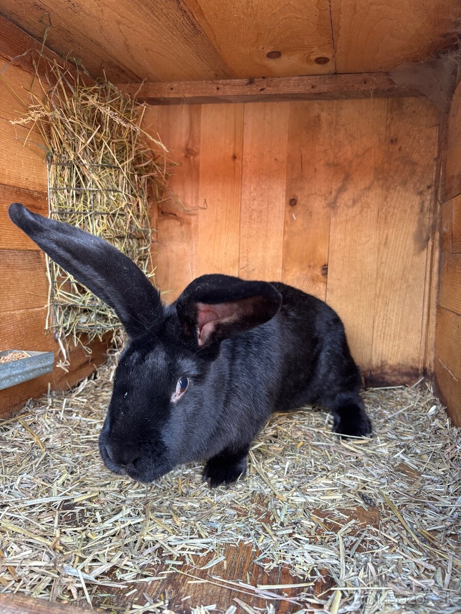 Predám samicu BO - 2