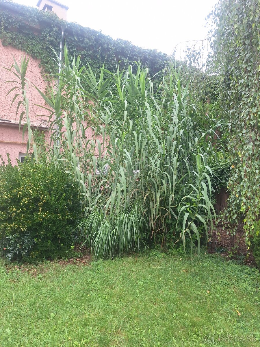Bambus mrazuvzdorná,Topoľčany - 2