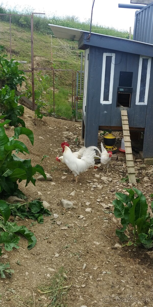 Leghorn - 2