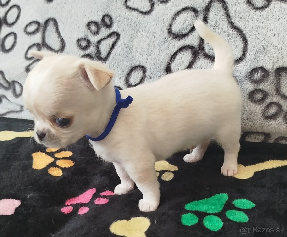 Čivava mini psík krátkosrstý - 2