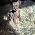 Don sphynx - 2