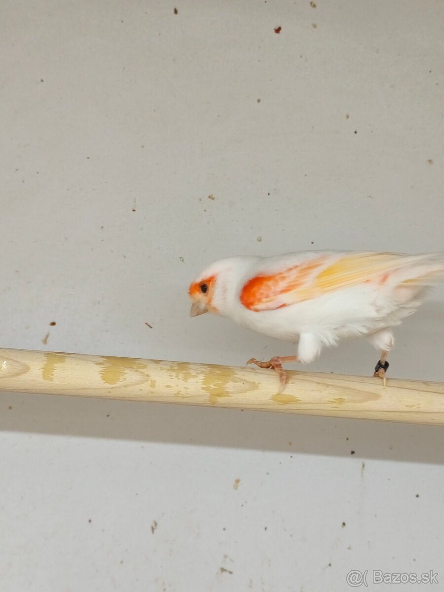 Predám kanarika - 2