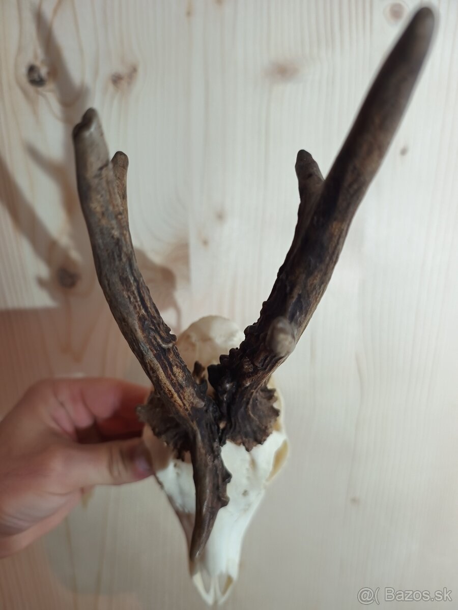 Trofej Trofeje Zhody Parohy Parožie.... - 2