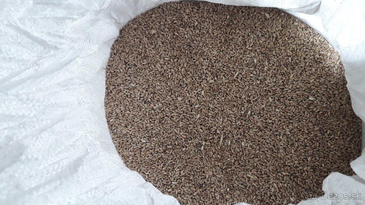 Predám obilie - žito - 2