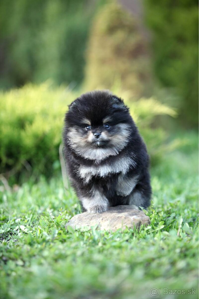 Male pomeranian Alex - 2