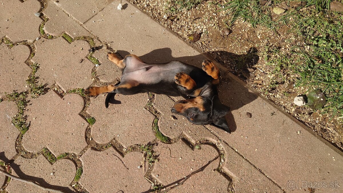 Jazvečik čistokrvny trpasliči krátkosrsty - 2