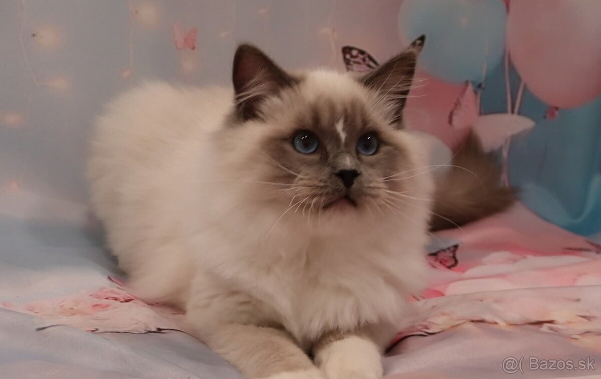 Ragdoll s PP kocúrik - 2