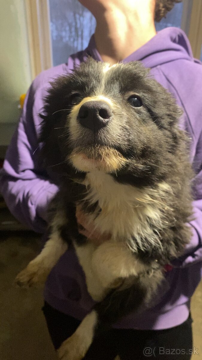 Trojmesačné šteniatka Border kólie - 2