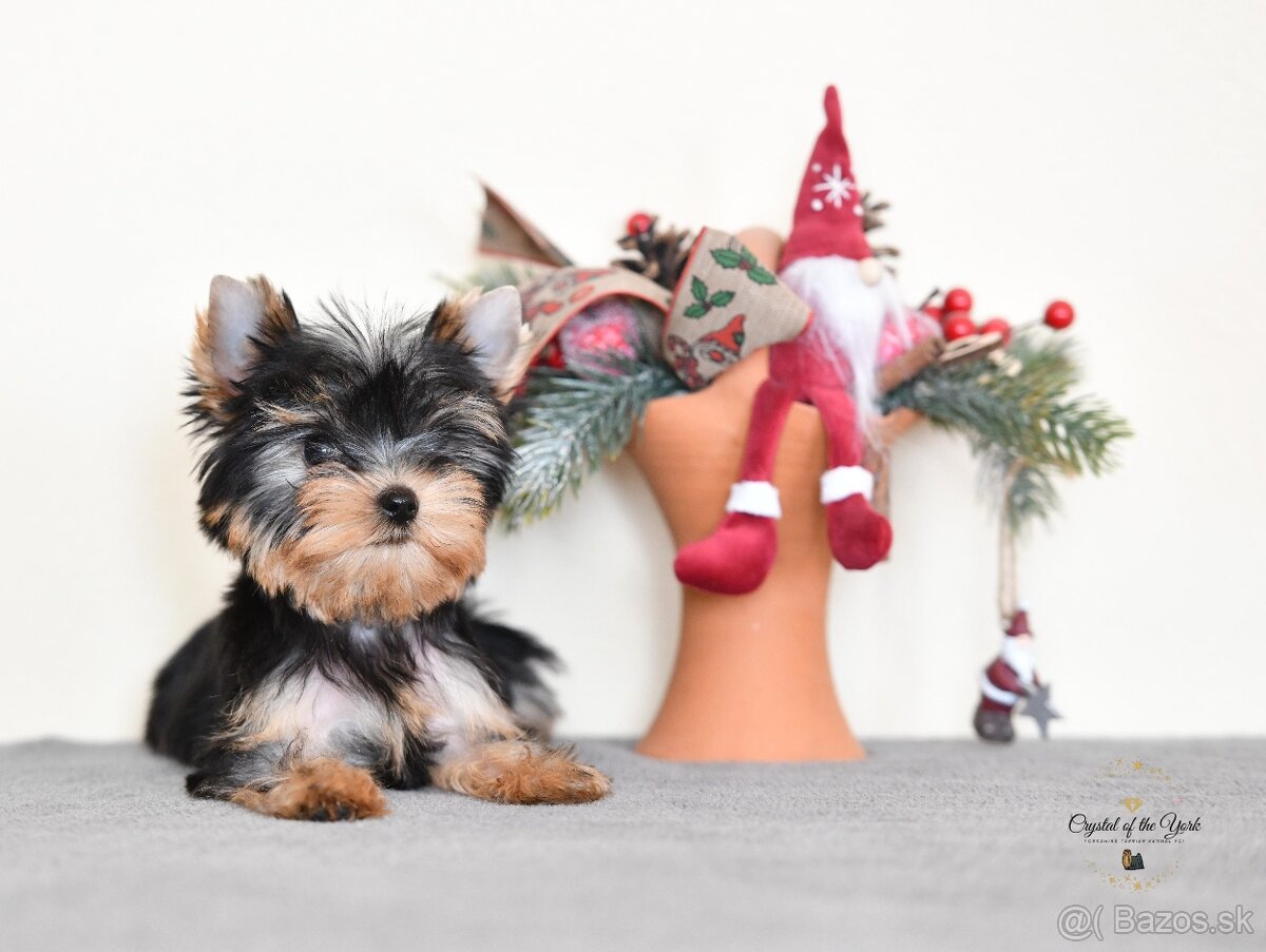 YORKSHIRE TERRIER s PP rodokmenom - yorkshirsky terier - 2