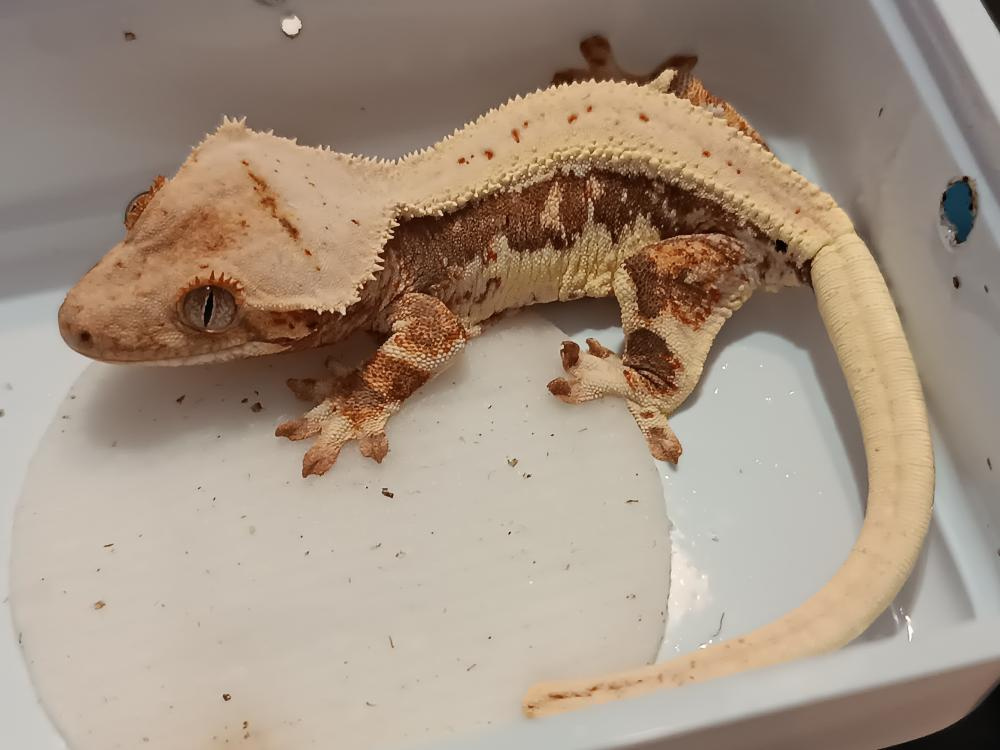 Pagekon řásnatý ( Cilliatus) - 2 - 2