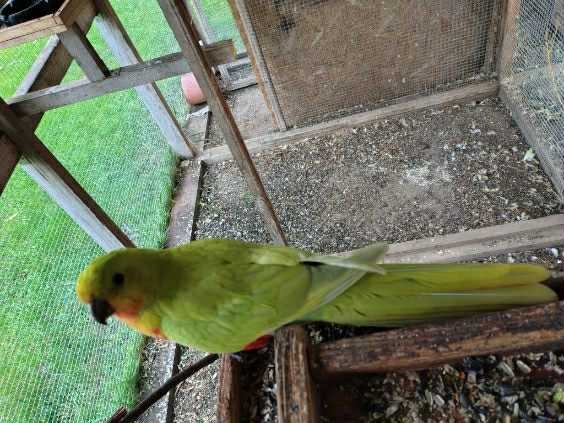 Papagáj Královský žltý predaj - 2