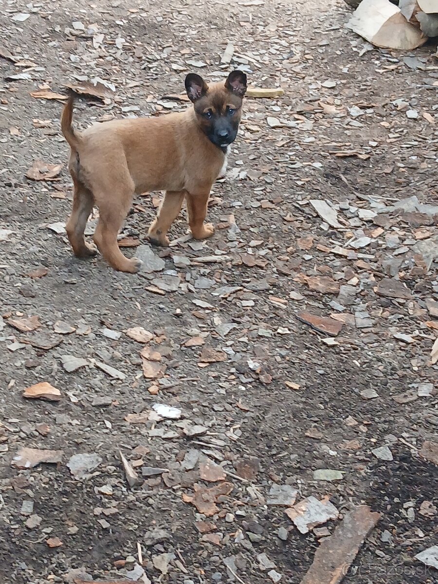 Predám Belgický ovčiak sučku - 2