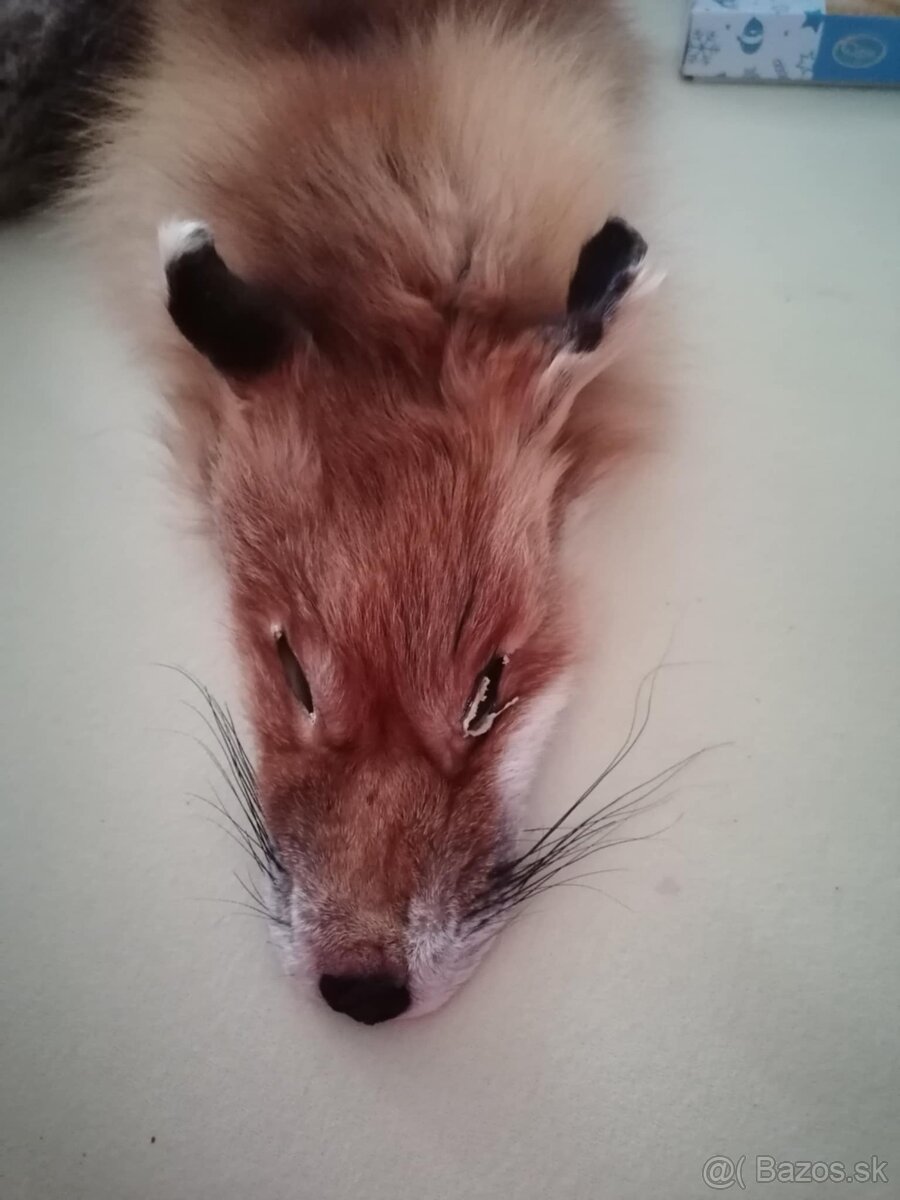 Liška práva kožušina - 2