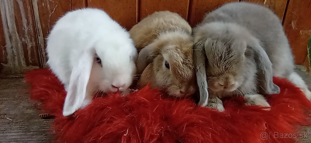 Predám zakrsle barančeky - 2