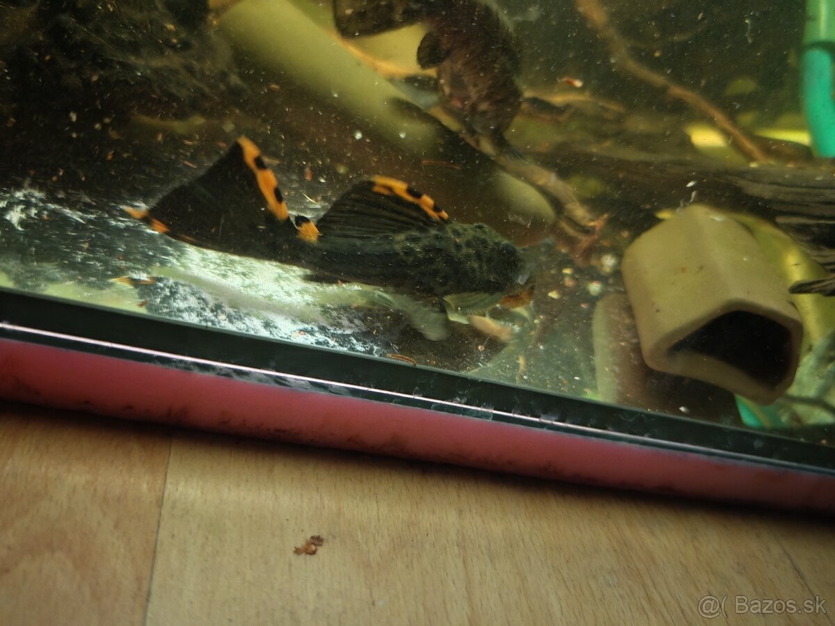 Predám akvarijné rybičky - 2