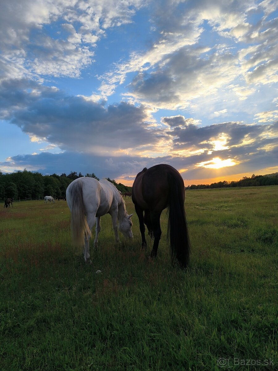 Ponúkame Ustajnenie - 2