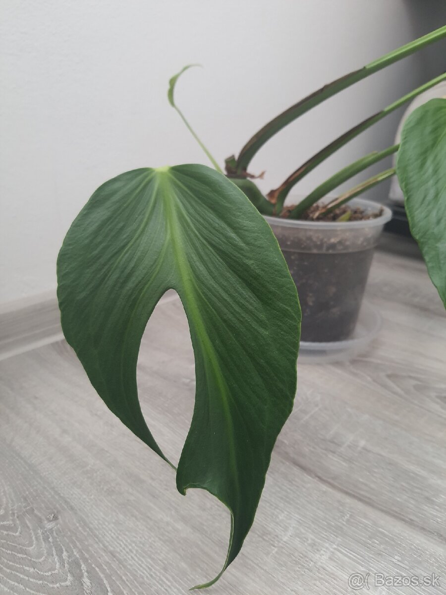 Monstera Burle Marx Flame - 2