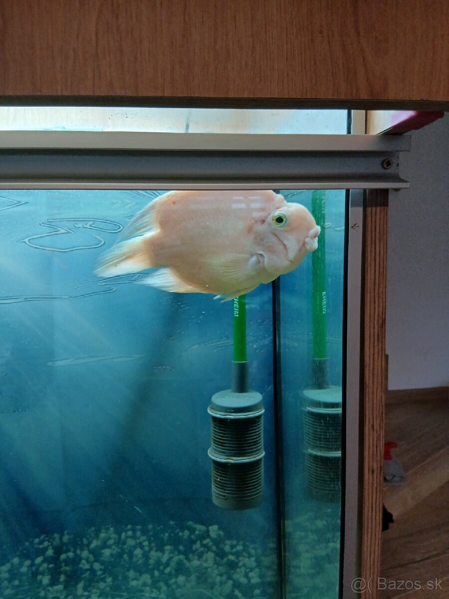 Parrot papagajovec cichlida - 2