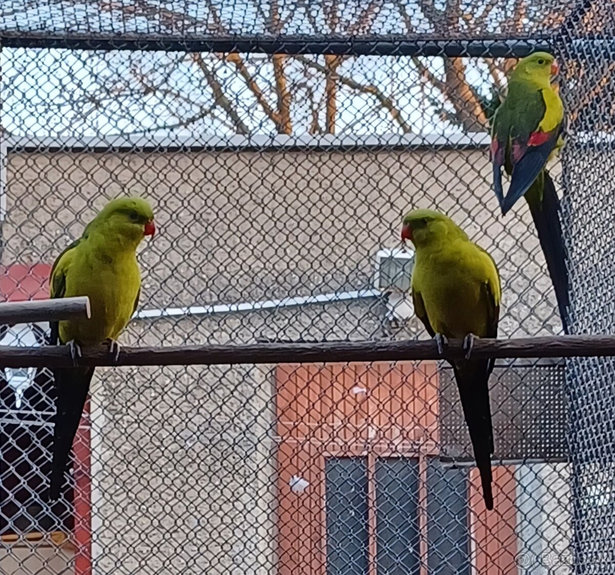 Predám papagája horského samca: - 2