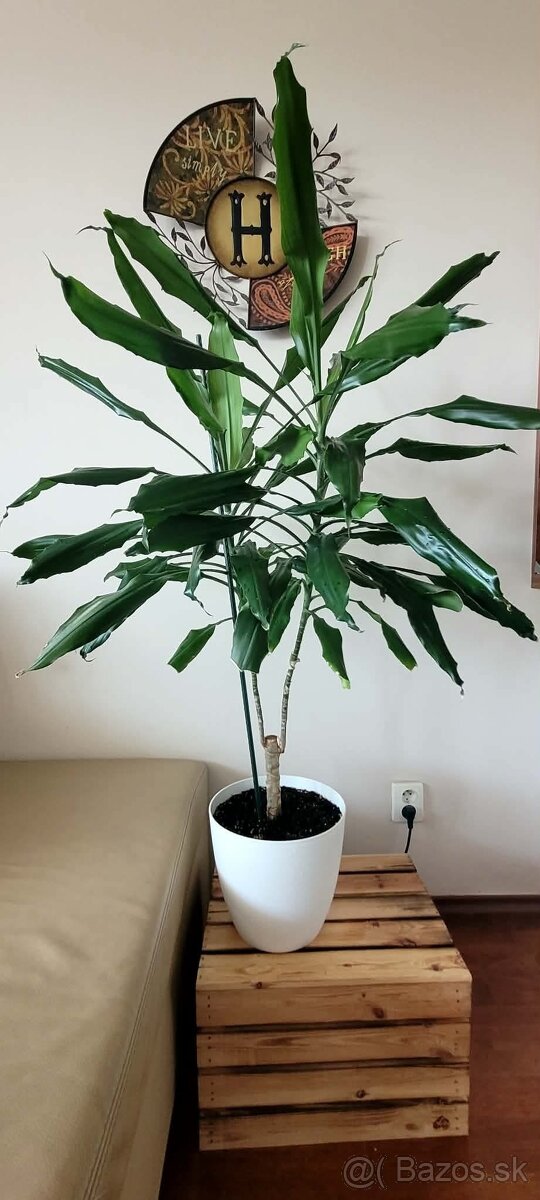 Dracaena fragrans - 2