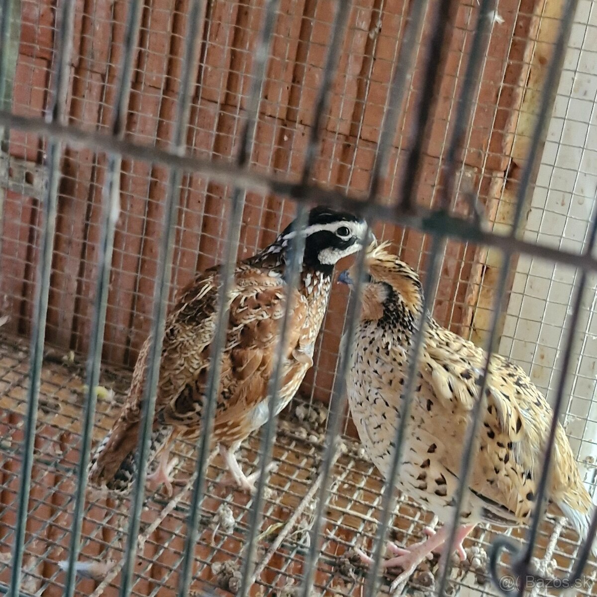 Prepelica virginska - 2