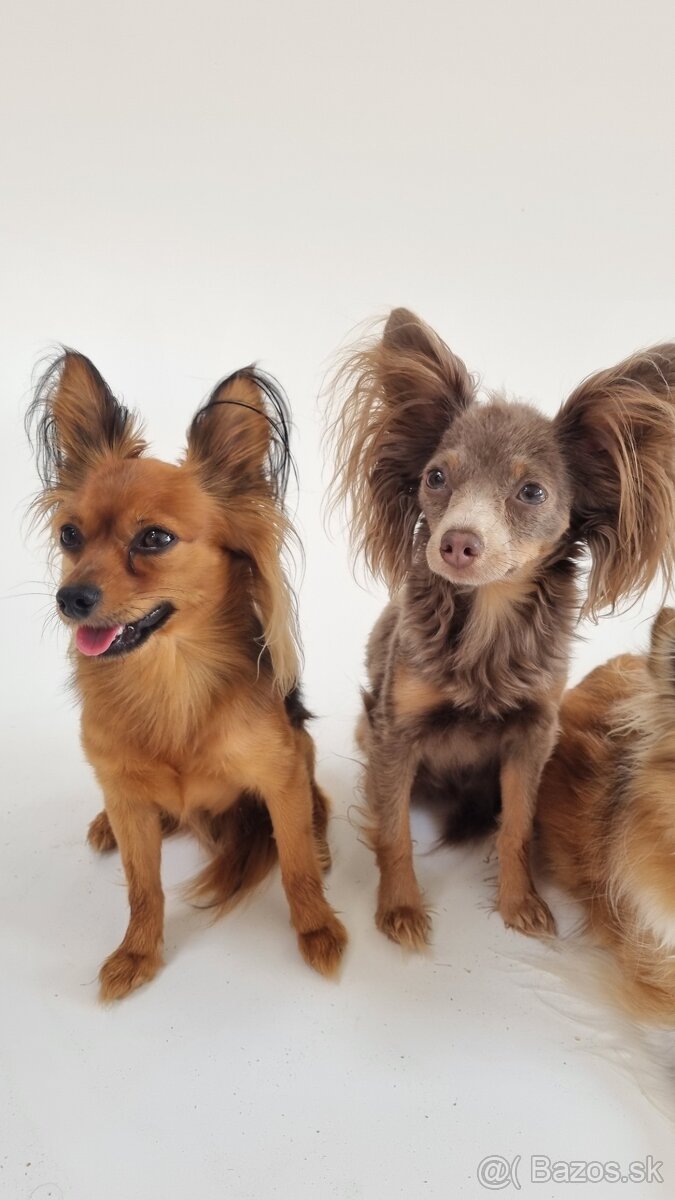 Ruský toy dlouhosrstý-štěňata s PP(FCI) - 2