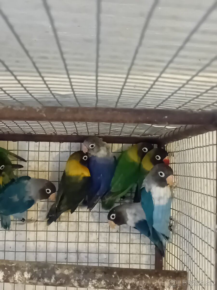 Agapornis škraboškovy - 2