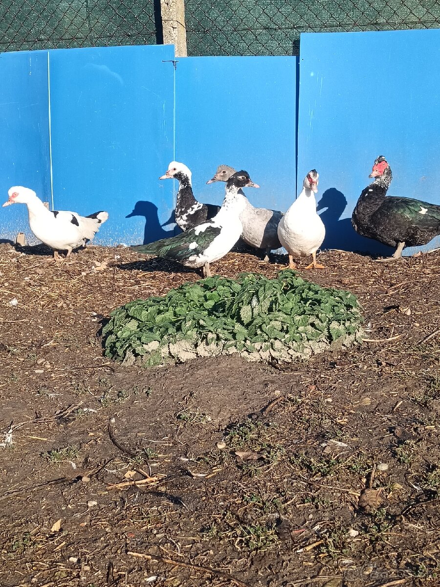 čínske kačice - 2