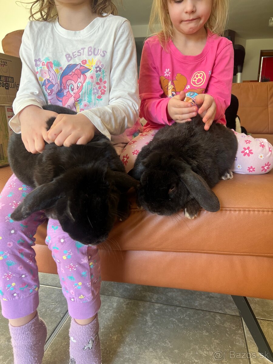 Darujeme Minilop zajace - 2