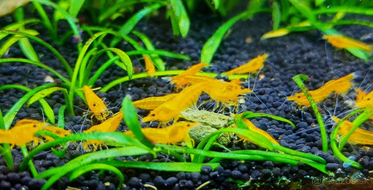 Neocaridina davidi - Orange - 2
