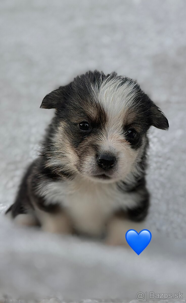 Corgi - 2
