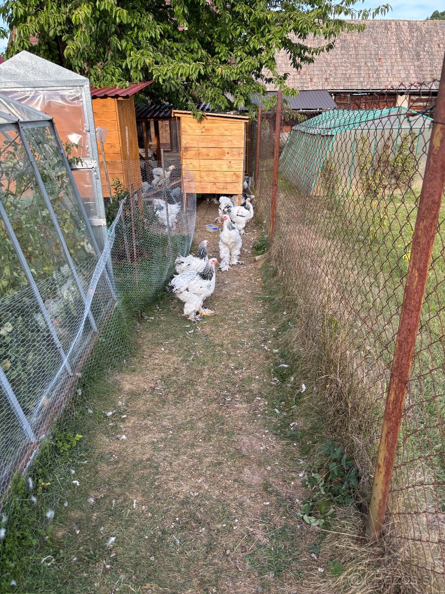 Kohút Brahmanky veľkej - 2