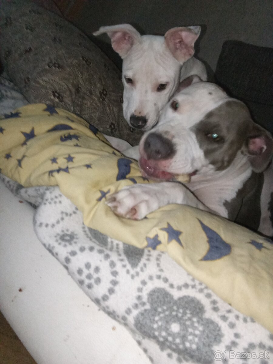 Predám čistokrvné šteniatko amerického stafforda - 2