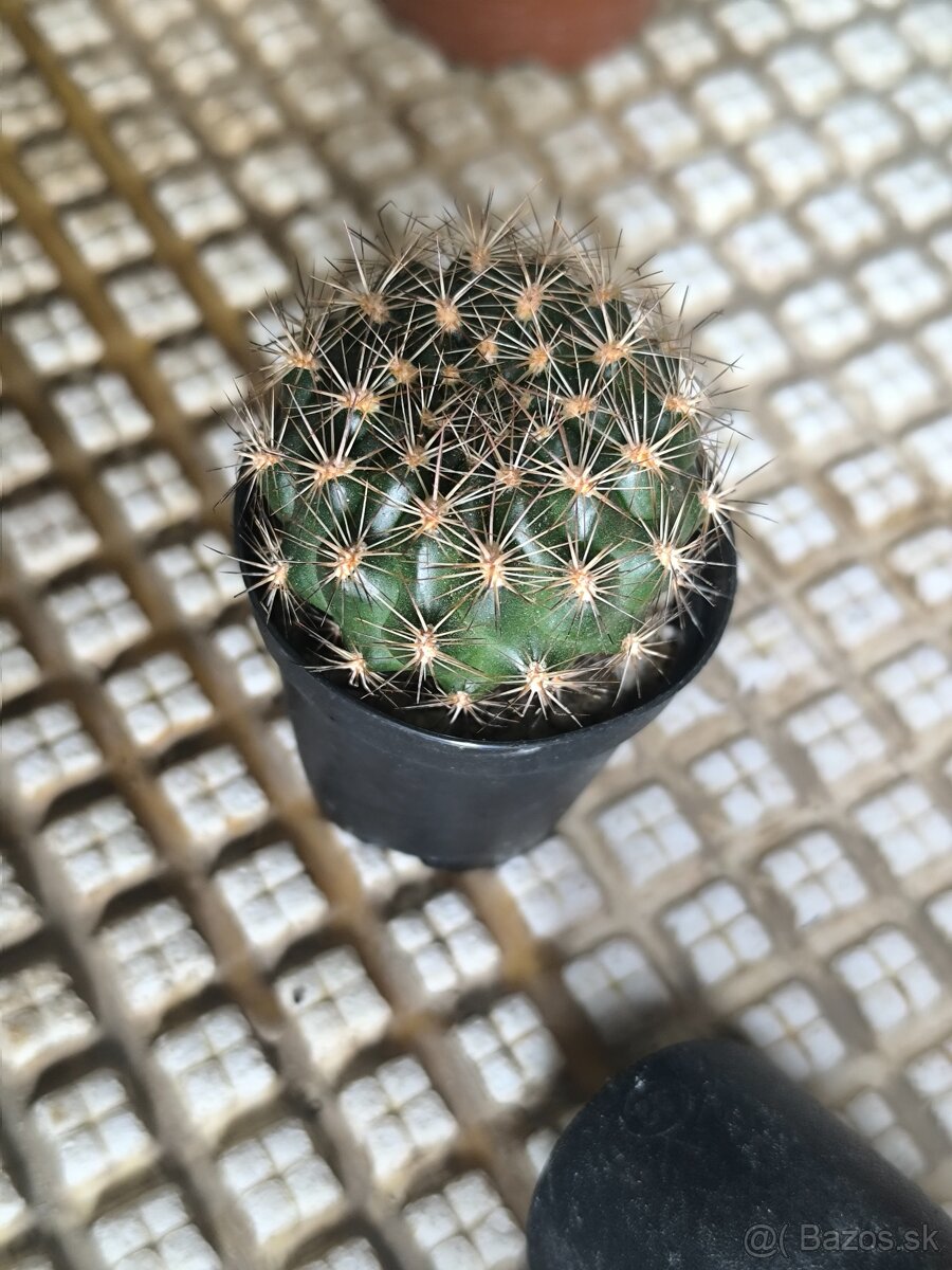 Kaktusy a sukulenty - 2