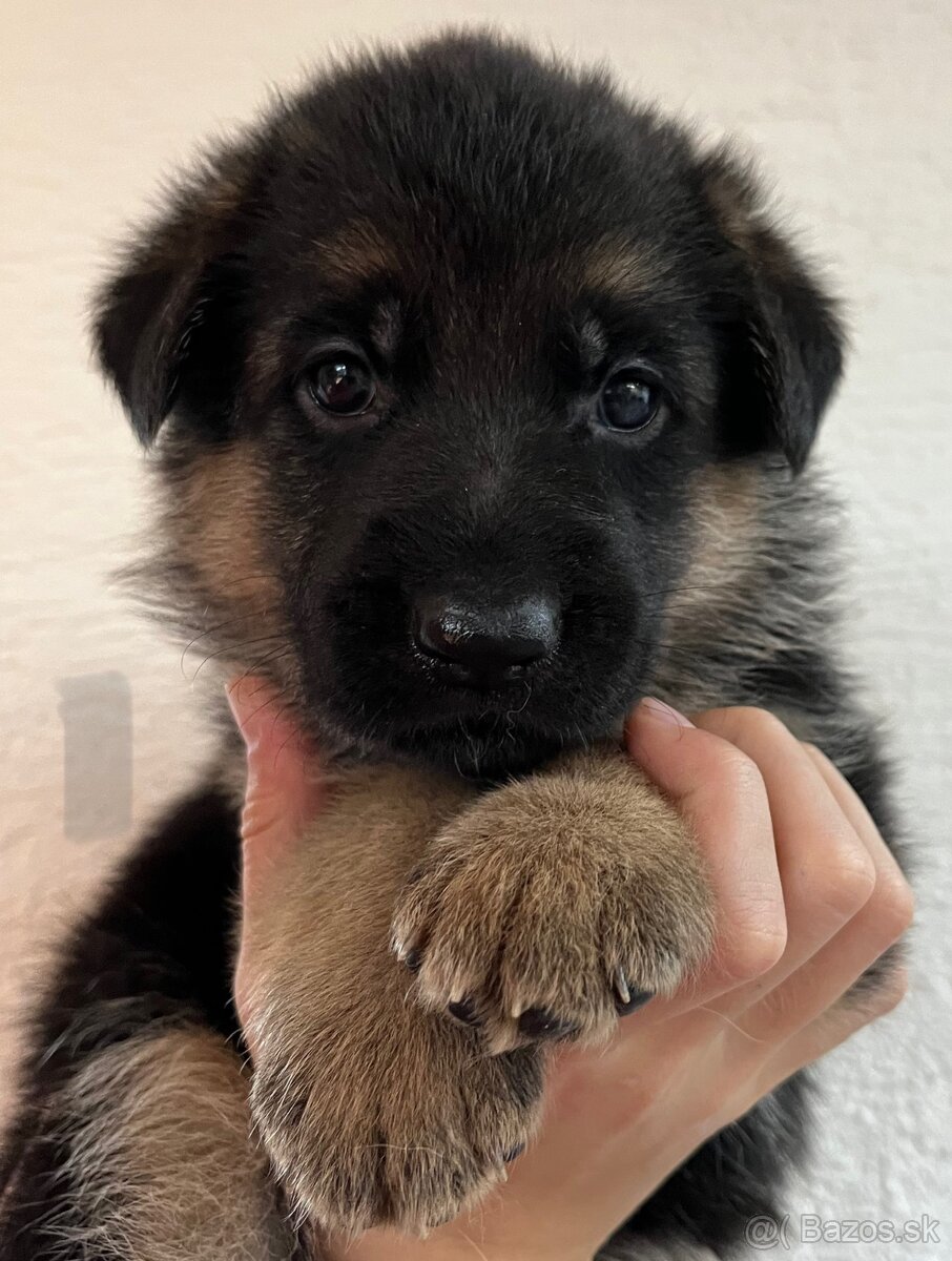 Šteniatka nemeckého ovčiaka s PP - 2