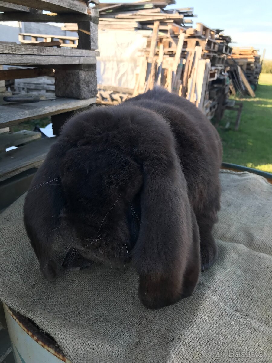 Francúzskeho barana - 2