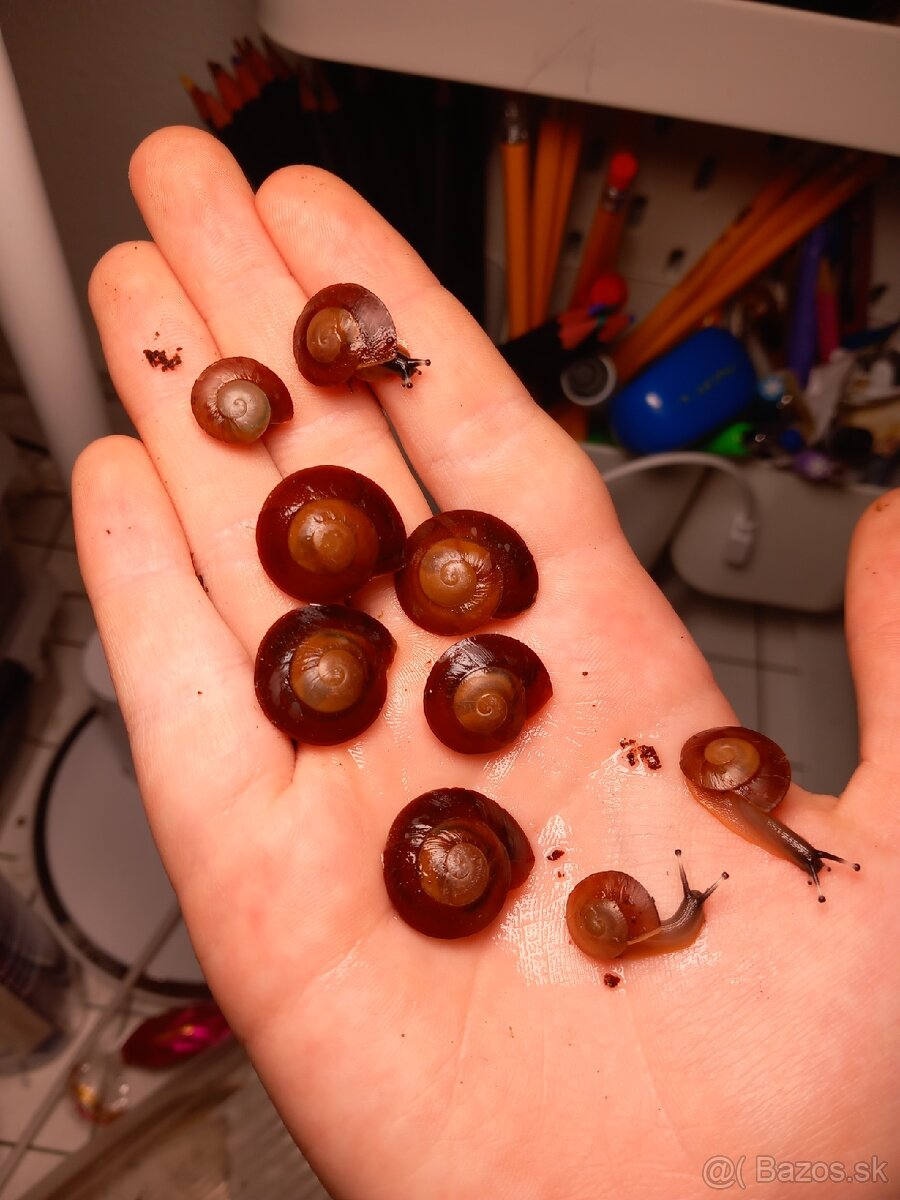 Africký slimák - 2