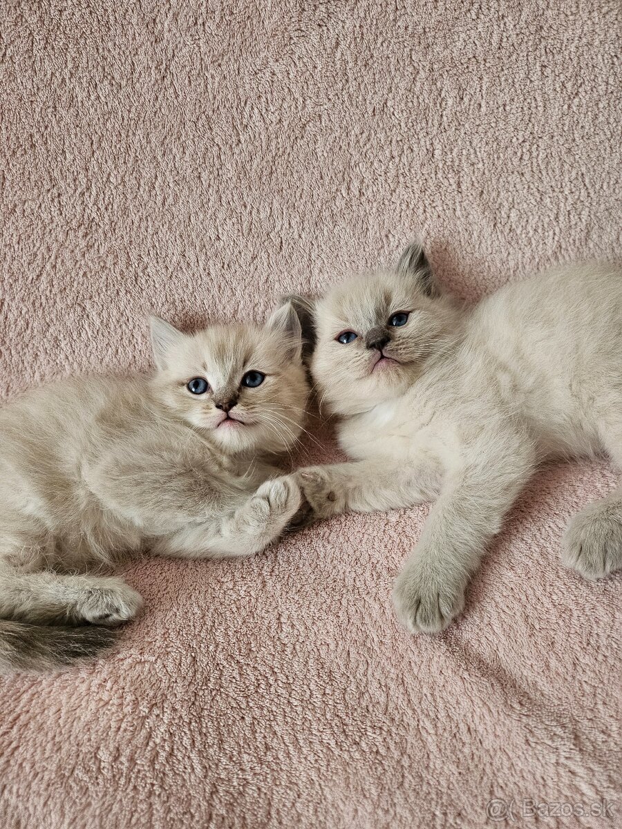 Ragdoll mačiatka - 2