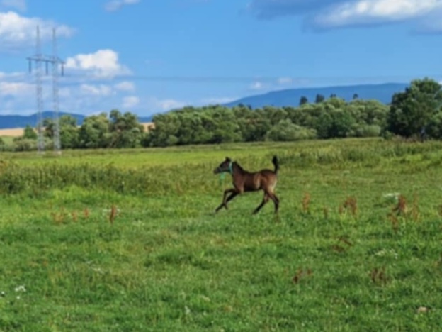 Shagya arab žrebec - 2
