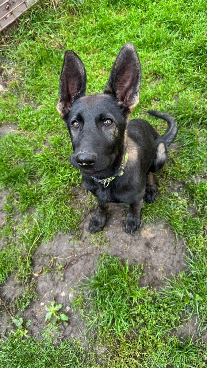 Nemecky Ovciak s pp - 2