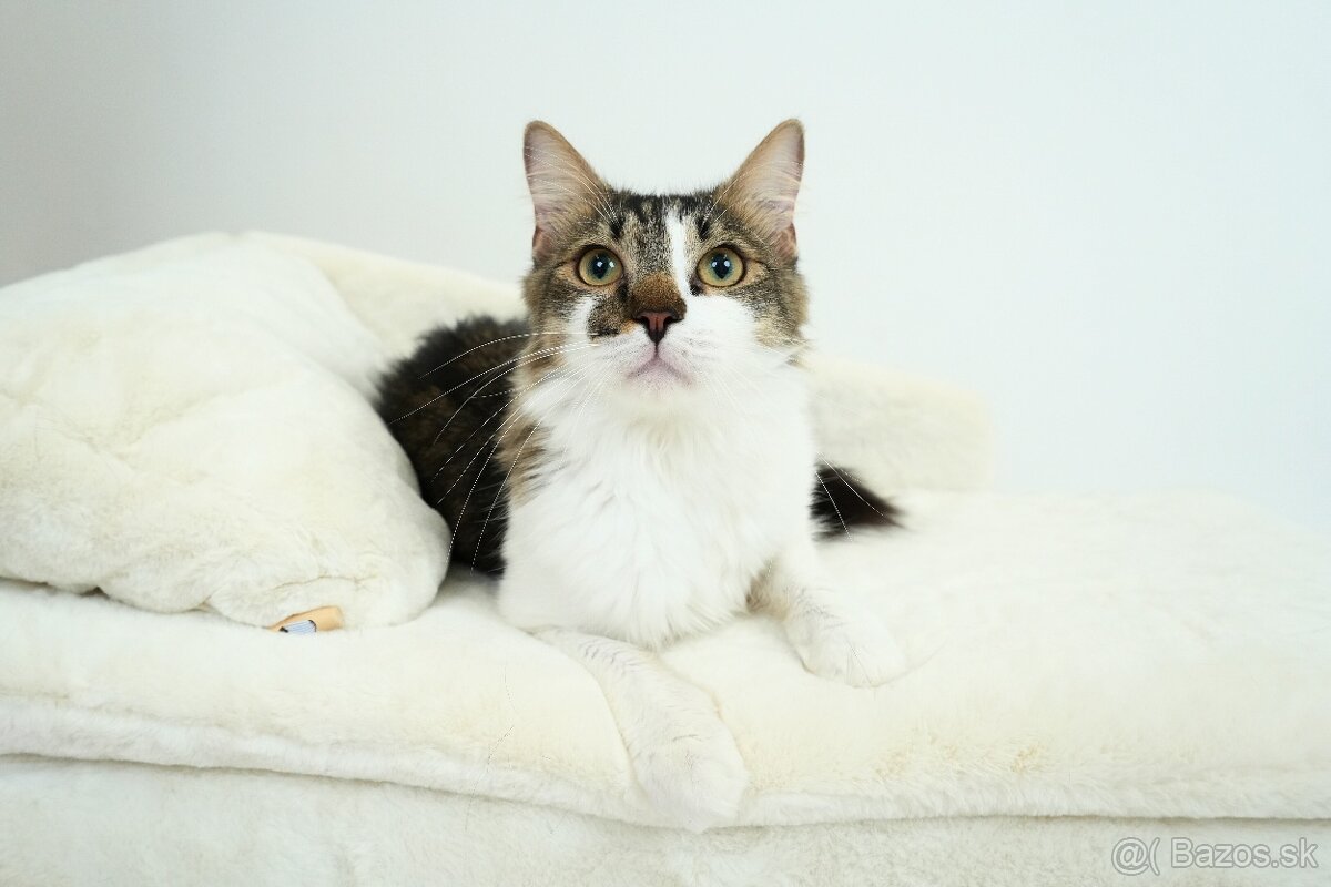 MONTY hľadá domov - 2