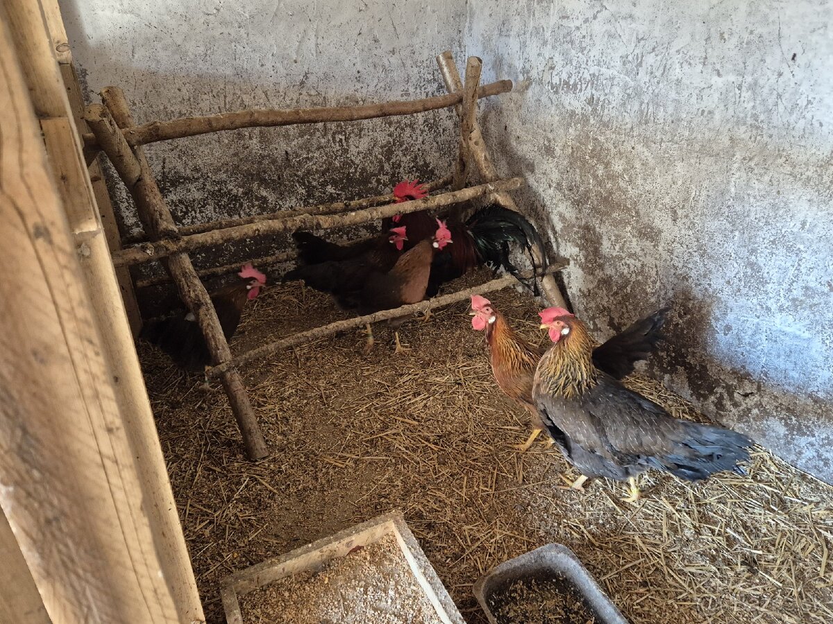 Násadové vajíčka - 2