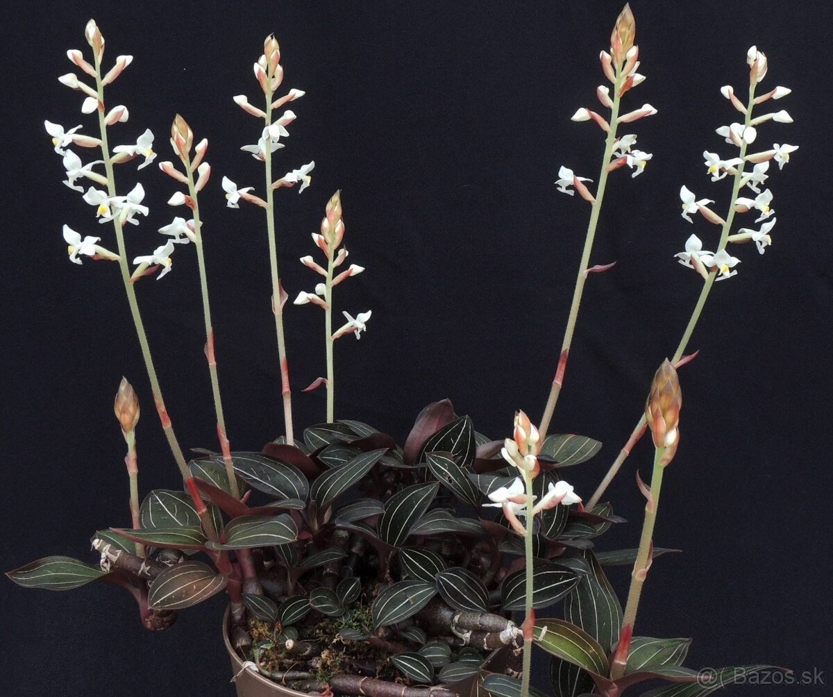 Klenotova orchidea - Ludisia discolor - 2