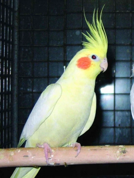 Korely lutino a albino - 2