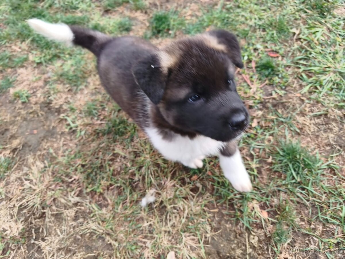Americká akita - 2