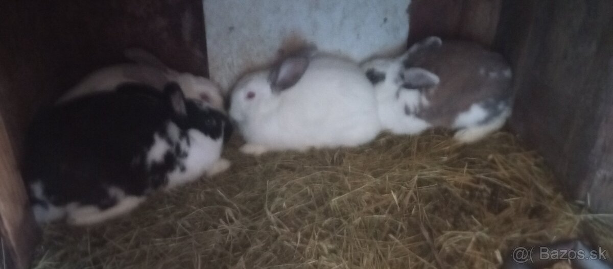 Predam zajace - 2