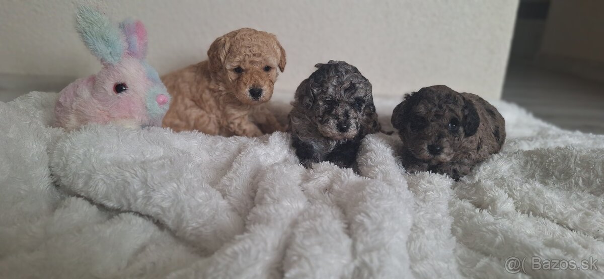 Trpaslíci pudel - 2