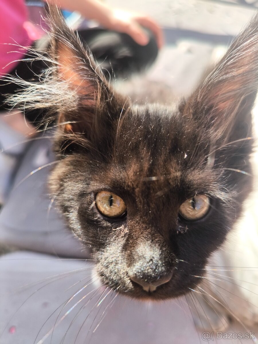 Mainská mývalí s PP - 2