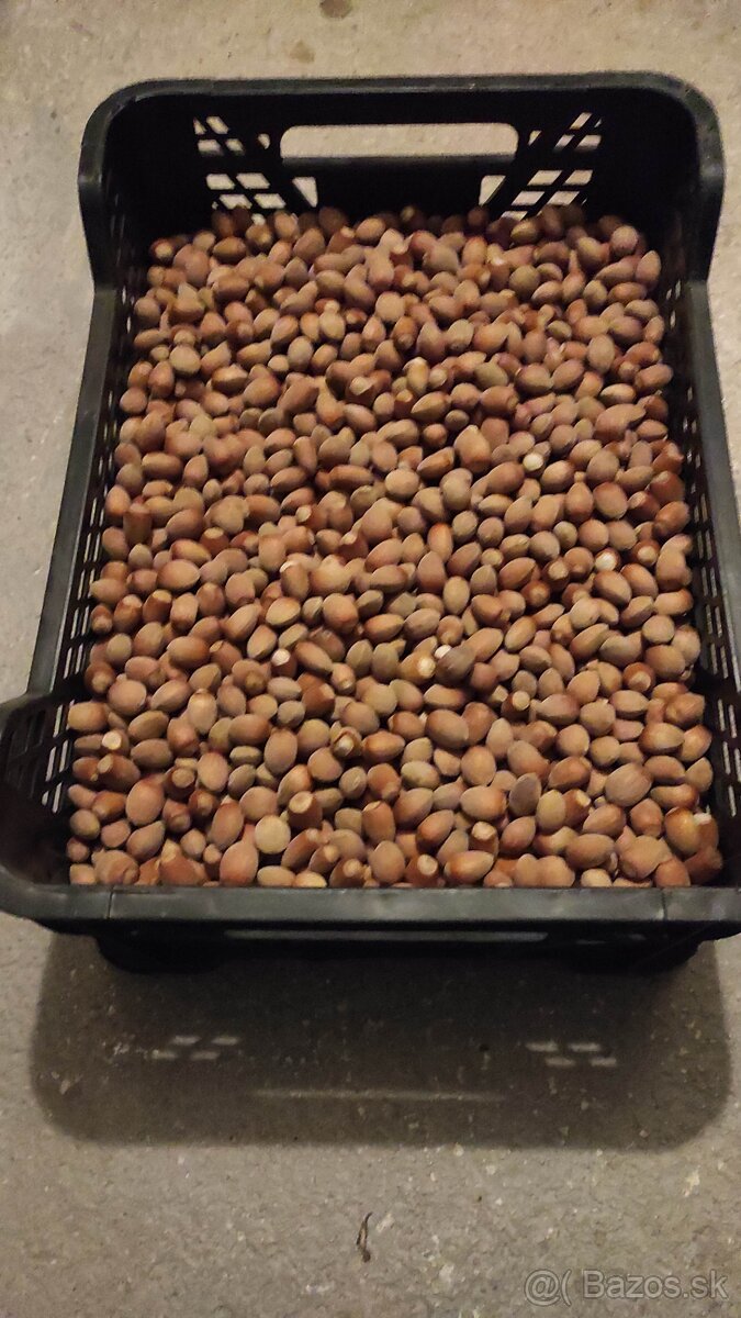 Lieskové orechy - 2