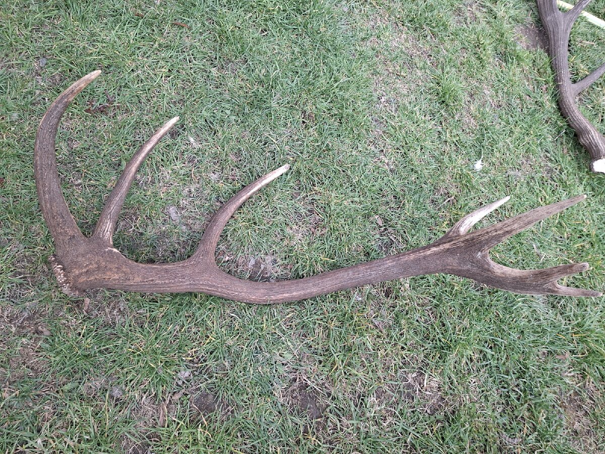 Jelenie ,zhody, parohy - 2